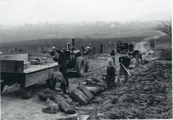 Ausgraben der Endsteine bei der Neuanlage des Weinbergs 