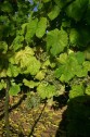 Trauben der Sorte Riesling