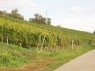 Zeile an der Weinbergsgrenze