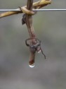 "Weinen" der Rebe, Ende Februar
