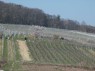 Weinberge in Cleebourg/Kleeburg 