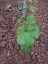 junger Trieb der Sorte Semillon