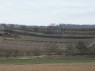 Weinberge bei Friesenheim 