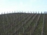 Drahtrahmenanlage in Durbach 