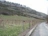 verwahrloste Weinberge am Hang in Odernheim am Glan 