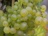 locker stehende Beeren