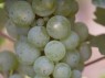 Beeren