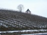 winterlicher Weinberg