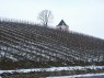 winterlicher Weinberg 