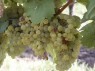 Trauben der Sorte Bacchus