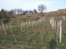 Weinberge in Friesenheim 