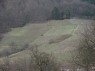 Weinberge in Ohlsbach 