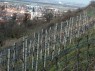 Baden: Weinberge in Schriesheim 