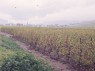 Weinberge in Kientzheim/Kienzheim, mit Blick auf Sigolsheim 