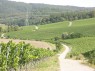 Weinberge in Castell 