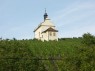 Weinberge in Frickenhausen a.M. 