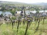 Weinberge in Piesport, im Vordergrund "Trierer Raderziehung" 