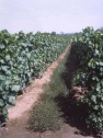 Weinberge in Nemesnádudvar 