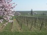 Albersweiler: Weinberge u. Mandelblüte 