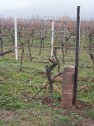 Weinberge in Rhodt unter Rietburg 