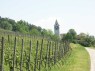 Weinberg mit Drahtrahmen in Unterstammheim 