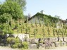 Einzelpfahlerziehung in Unterstammheim