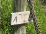 Rinde am Rebstamm