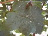 Blatt der Sorte Kerner 
