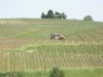 Weinberge in Trasadingen 