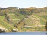 Weinberge in Boppard 