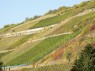 Stützmauern im Weinberg