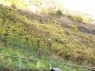 aufgelassener Weinberg re., Trierer Raderziehung li.
