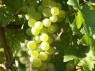 Traube der Sorte Chasselas Blanc 