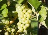 Furmint