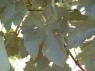 Blatt der Sorte Faberrebe