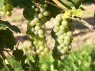 Mainriesling