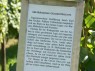 Gelber Orleans, Beschreibung