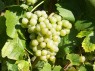 Gelber Orleans