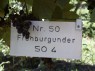 Frühburgunder mit der Unterlage S0 4