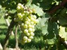 Weißer Riesling