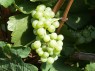 Scheurebe