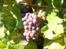 Silvaner Blau, Anf. September