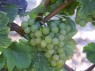 Traminer Weiß