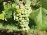 Veltliner Grün