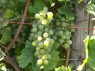 Veltliner Grün