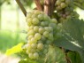 Riesling, mit dicht stehenden Beeren