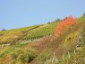 Weinberge am Hang