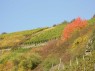 Weinberge am Hang 