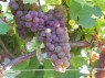 Veltliner Rot, mit dicht stehenden Beeren 