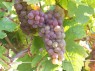 Veltliner Rot, mit dicht stehenden Beeren 